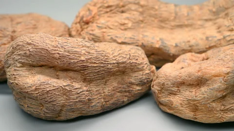 Side angle pan view herb Tianma or Gastrodiae Rhizoma or Tall Gastrodiae Stock Footage 145869116