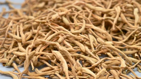 Side angle pan view herb JinYinHua or Lonicerae Japonicae Flos or Japanese Ho Video stock 146360960