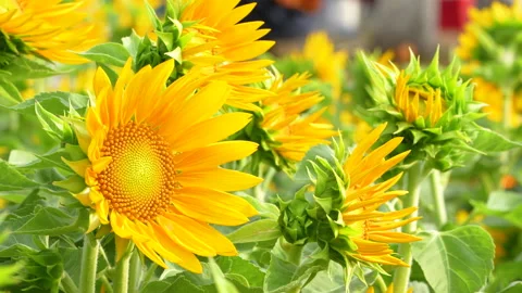 Side Angle Vibrant Sunflowers And Buds Tet Spring Stock-Footage 329315784