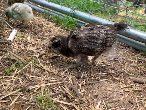 Side angle view of Baby Easter egger chick in the backyard Stockfoto's