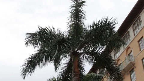 Side of Biltmore Hotel with Palm Tree Stock Footage 76356420