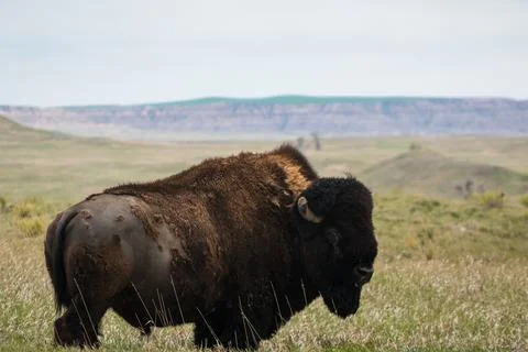 Side of Bison Stock Photos