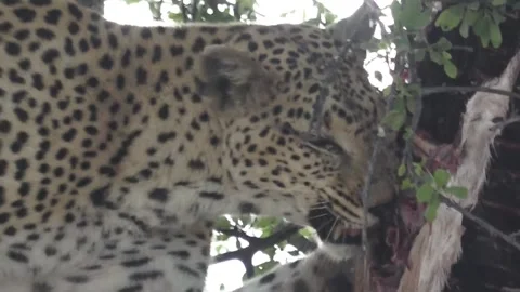 Side-bite on bone; carnassial shearing visible — Part 22 库存影片 320790258