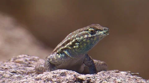 Side-bloched Lizard 1 Video stock 8549481