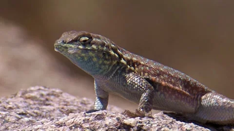 Side-bloched Lizard 2 Stock Footage 8549468