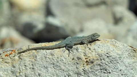Side-blotched Lizard basking in the desert sun Stock Footage 130127449