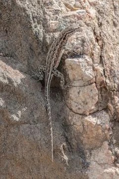 Side-Blotched Lizard on the Frary Peak Trail, Antelope Island State Park, Utah Фото