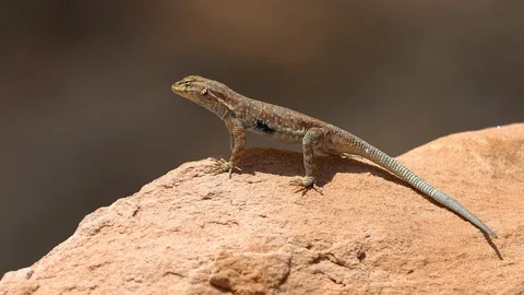 Side-blotched lizard standing tall on rock in the desert Stock Footage 89636036