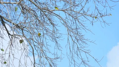 Side of Bodhi tree in fall season Stock Footage 87812882