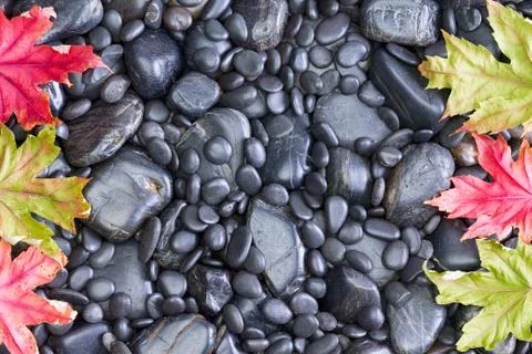 Side border of Maple Tree Leaves on Rocks Stock Photos