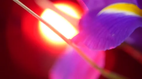 Side of bouquet iris flowers on black with red back light, rotation, close up Stock Footage 60744302