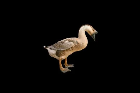 Side of brown goose on background Stock Photos