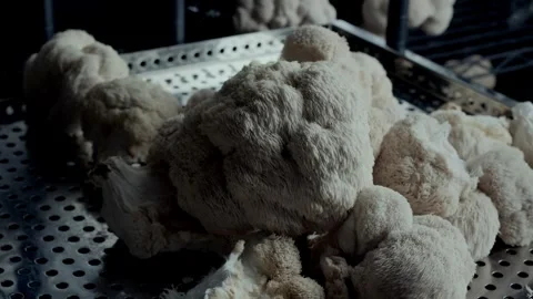 Side Camera Motion over Cultivated Lions Mane Mushrooms on Tray 스톡 동영상 331876838