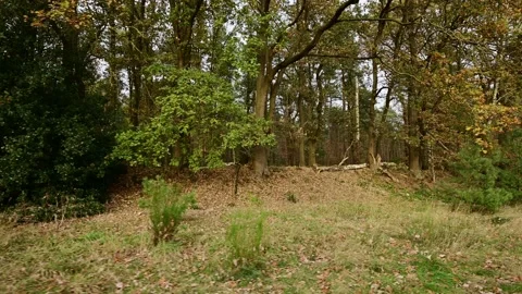 Side camera ride through an autumn pine trees and oak trees in the background Video stock 201532344