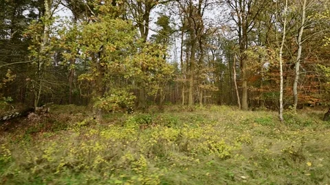 Side camera ride through an autumn oak trees and pine trees in the background Stock Footage 201532387