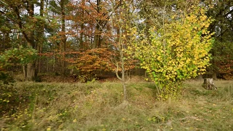 Side camera ride through an autumn oak trees and pine trees in the background Stock Footage 201532462
