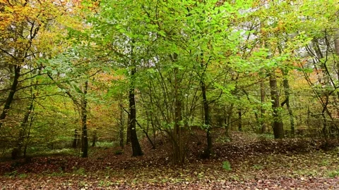 Side camera ride through an autumn beech forest Stock Footage 201537199