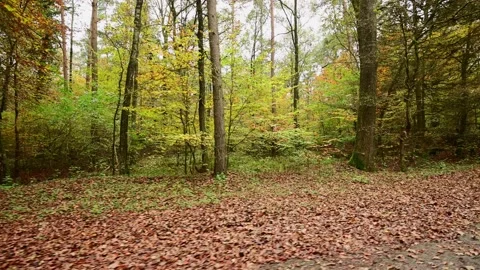 Side camera ride through an autumn beech and pine trees forest Stock Footage 201537416