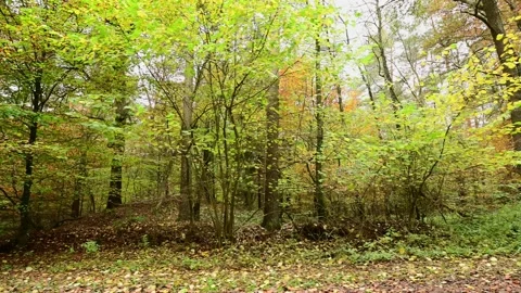 Side camera ride through an autumn beech and pine trees  forest Stock Footage 201537435