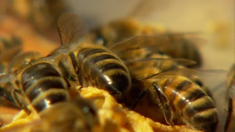 Side close up of bees walking over a frame of wax within a hive Stock Footage 91793474