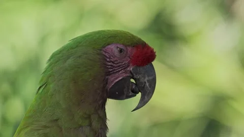 Side close-up of face of colorful red-fronted macaw moving its tongue Stock Footage 146134010