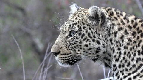 Side close-up of face of female leopard on the lookout in South Africa Stock Footage 139041833