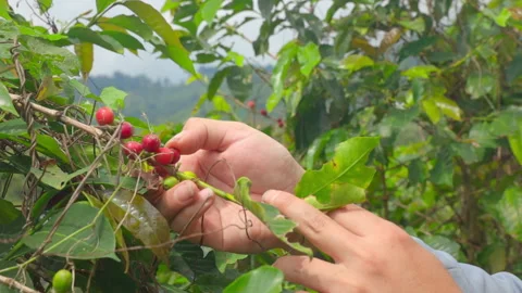 Side Close-Up of Hands Picking Coffee Beans Red Stock Footage 317505756