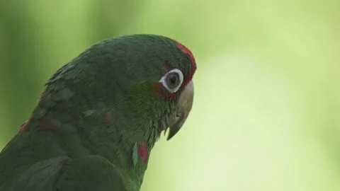 Side close-up of head of mitred parakeet with blurry green background Stock Footage 146134077