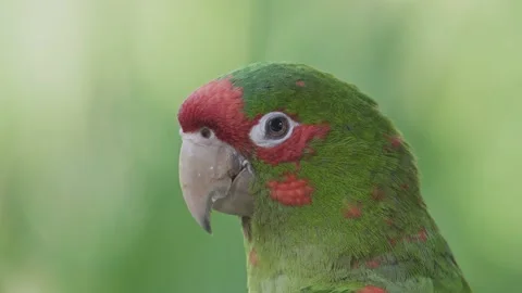 Side close-up of head of mitred parakeet with blurry green background Stock Footage 146134117