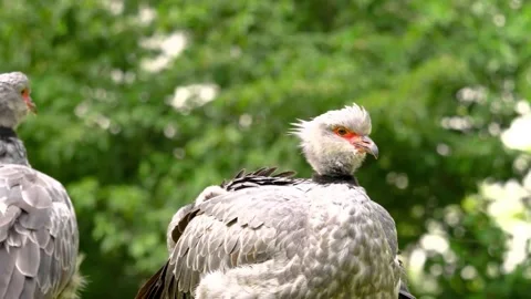 Side close-up of head of southern screamer Stock Footage 288649631