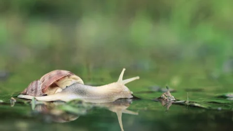 Side close up macro shot of snail in a puddle in a rainy day Stock Footage 250396947