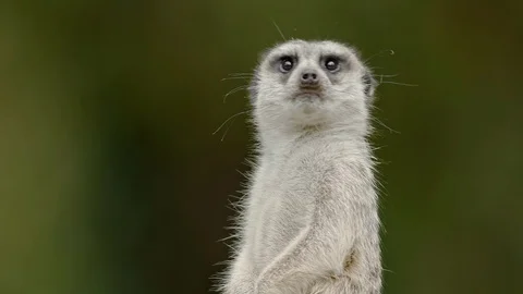 Side close up of meerkat looking around Stock Footage 113994245