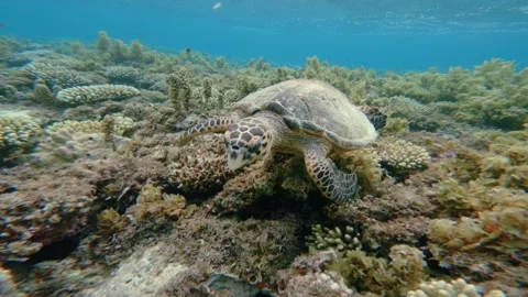 Side close up shot of Green Sea Turtle Swimming in Shallow Coral Reef Red Sea Stock Footage 340602138