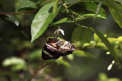 Side close-up view of black orange brown butterfly sitting upside down. Stock Photos