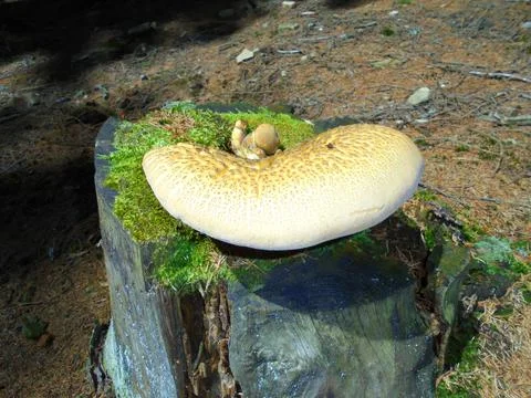 Side close view on a medium sized velvet-footed pax mushroom with pale color Stock Photos