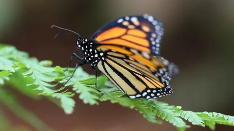 Side close view of orange Monarch Butterfly on a leaf Stock-Footage 219630976