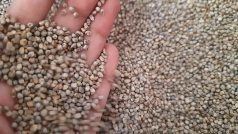 Side Close Up View Of Raw Pearl Millet Grains Falling From Hand Vídeo Stock 346613139