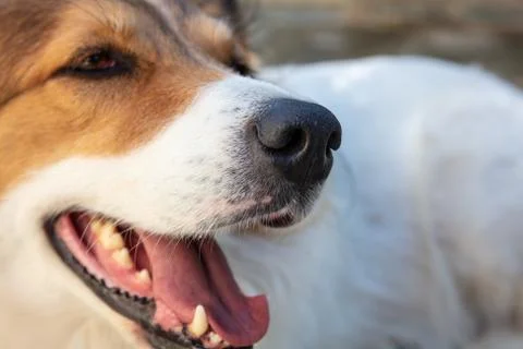 Side close up view of white and brown greek shepherd dog with open mouth agai Stock Photos