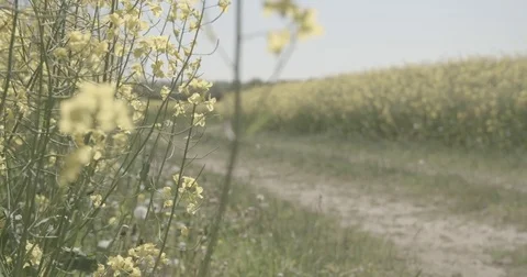 Side of dirtroad through dirtroad Video stock 76112393