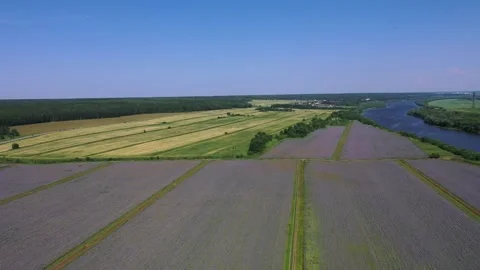 Side drone flight over fields toward river in Moscow region Video stock 329054590