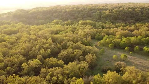Side Drone View of Grazing Animals with Distinct Red Tree in Forest – 4K Stock Footage 320198181