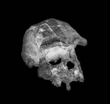 Side face skull x-ray image Stock Photos