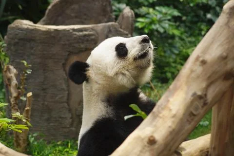 Side faced panda behind a tree branch Foto stock
