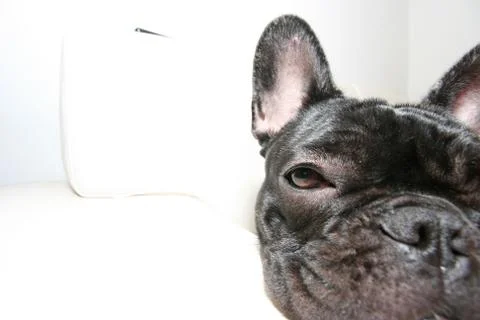 Side facing dog Stock Photos