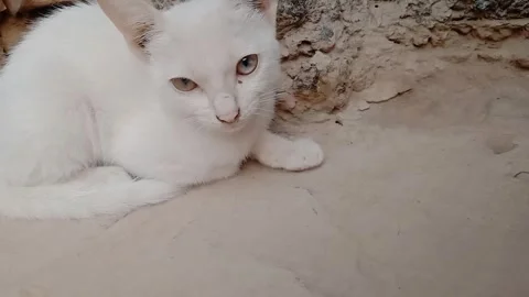Side-Facing Kitten with Captivating Eyes and a Gentle Gaze Stock-Footage 347563523