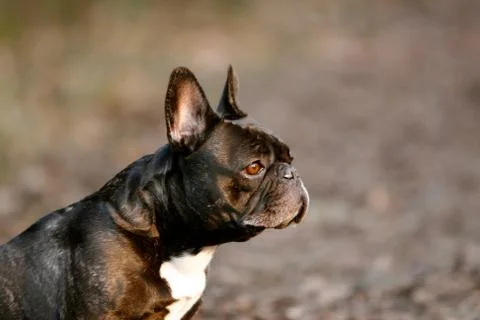 Side facing puppy Stock Photos