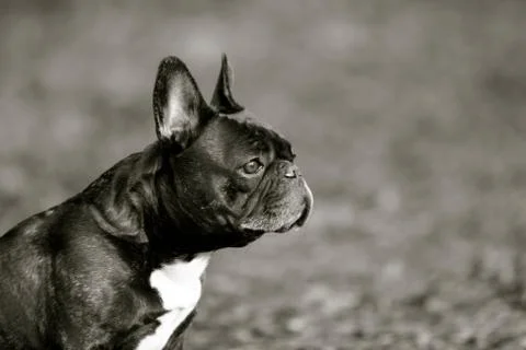 Side facing puppy Stock Photos