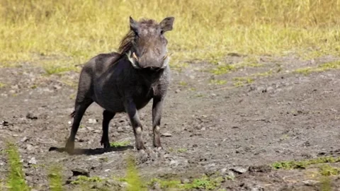 Side facing shot. Warthog looking at the camera. Stock Footage 130950471