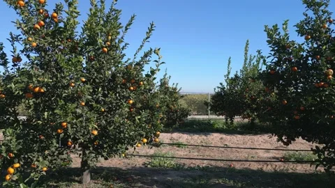 Side flying in front orange trees in plantation Stock Footage 230939018