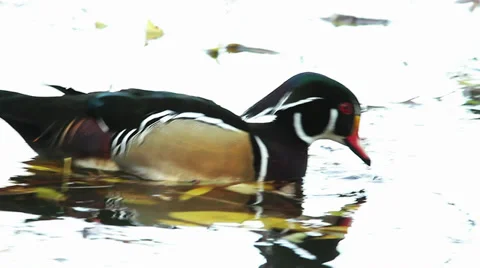 Side full length portrait of a Carolina duck male, Aix sponsa, standing on one l Stock Footage 33002587